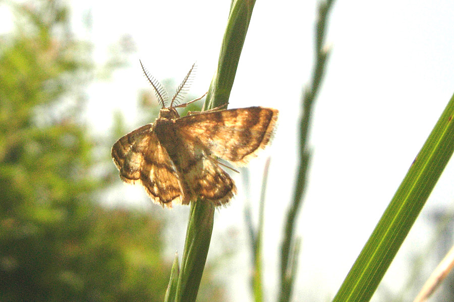 Due Geometridae
